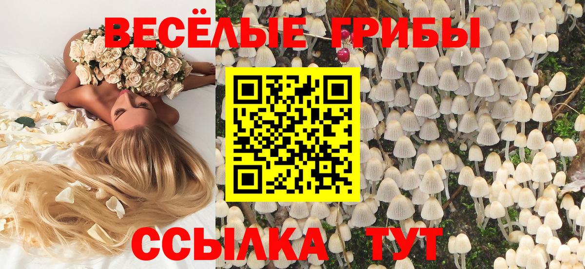 Галлюциногенные грибы Psilocybe Приморско-Ахтарск